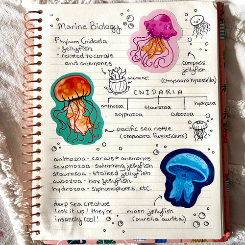 jellyfish sticker bundle (x3 stickers)